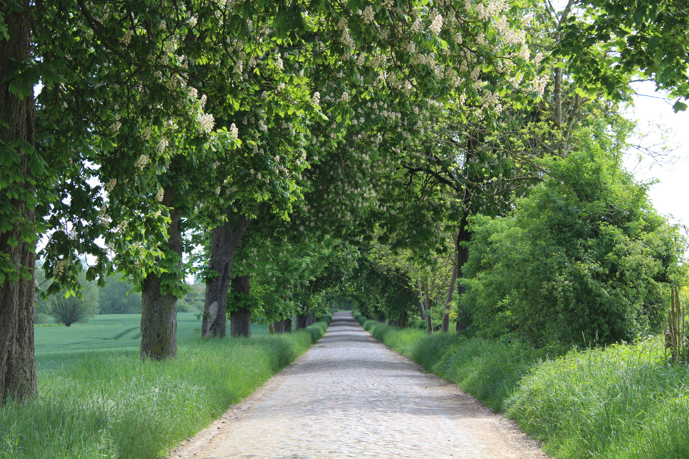 Landweg umringt von Bäumen