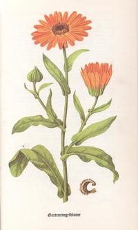 Kräuter - Ringelblume